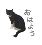 松村レム（個別スタンプ：7）