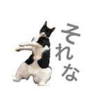 松村レム（個別スタンプ：16）