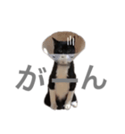 松村レム（個別スタンプ：18）