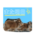 ラフ・コリーの日常スタンプ☆（個別スタンプ：38）