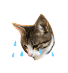 Rain④（個別スタンプ：5）