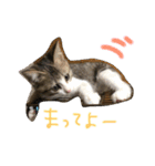 Rain④（個別スタンプ：7）