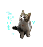 Rain④（個別スタンプ：15）