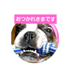 ボストンテリアどんぐり3（個別スタンプ：5）