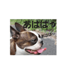 ボストンテリアどんぐり3（個別スタンプ：7）