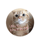 スコティのモンちゃん あいさつ[2]（個別スタンプ：8）