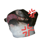 ボストンテリアどんぐり1（個別スタンプ：1）