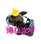 ボストンテリアどんぐり1（個別スタンプ：2）