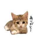 甘えんぼうのよぐ（個別スタンプ：1）