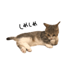 甘えんぼうのよぐ（個別スタンプ：31）