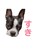 ボステリ生活（個別スタンプ：5）