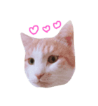 ちろるちょこ（個別スタンプ：1）