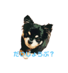 愛するチワワ れん＆うららスタンプだよ！（個別スタンプ：2）
