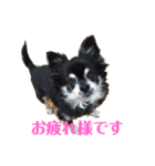 愛するチワワ れん＆うららスタンプだよ！（個別スタンプ：5）