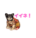 愛するチワワ れん＆うららスタンプだよ！（個別スタンプ：6）