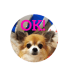 愛するチワワ れん＆うららスタンプだよ！（個別スタンプ：9）
