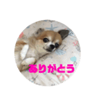 愛するチワワ れん＆うららスタンプだよ！（個別スタンプ：11）