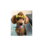 トイプー諭吉の日常スタンプ1（個別スタンプ：3）
