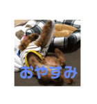 トイプー諭吉の日常スタンプ1（個別スタンプ：4）