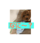 トイプー諭吉の日常スタンプ1（個別スタンプ：5）