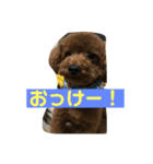 トイプー諭吉の日常スタンプ1（個別スタンプ：8）