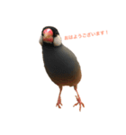 文鳥兄弟(01)（個別スタンプ：1）