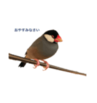 文鳥兄弟(01)（個別スタンプ：2）