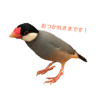 文鳥兄弟(01)（個別スタンプ：3）