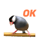 文鳥兄弟(01)（個別スタンプ：5）