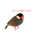 文鳥兄弟(01)（個別スタンプ：7）