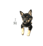 関西弁のまめしば、まめちゃん（個別スタンプ：7）
