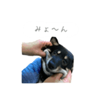 関西弁のまめしば、まめちゃん（個別スタンプ：8）