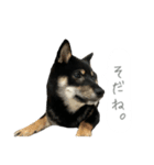 関西弁のまめしば、まめちゃん（個別スタンプ：9）