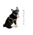 関西弁のまめしば、まめちゃん（個別スタンプ：15）