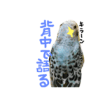 インコでっせっ。PART1（個別スタンプ：2）