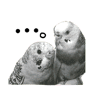 インコでっせっ。PART1（個別スタンプ：4）