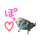 インコでっせっ。PART1（個別スタンプ：5）
