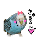 インコでっせっ。PART1（個別スタンプ：6）