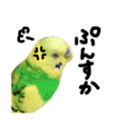 インコでっせっ。PART1（個別スタンプ：7）