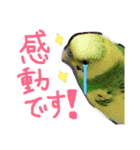 インコでっせっ。PART1（個別スタンプ：8）