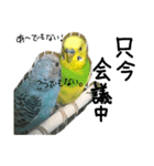 インコでっせっ。PART1（個別スタンプ：10）