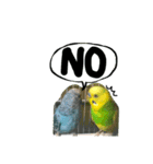 インコでっせっ。PART1（個別スタンプ：12）