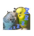 インコでっせっ。PART1（個別スタンプ：13）