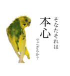 インコでっせっ。PART1（個別スタンプ：15）