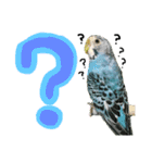 インコでっせっ。PART1（個別スタンプ：16）