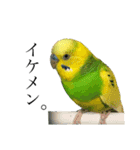 インコでっせっ。PART1（個別スタンプ：17）