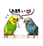 インコでっせっ。PART1（個別スタンプ：18）