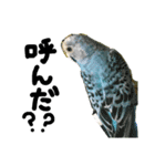 インコでっせっ。PART1（個別スタンプ：19）