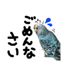 インコでっせっ。PART1（個別スタンプ：20）
