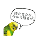 インコでっせっ。PART1（個別スタンプ：21）